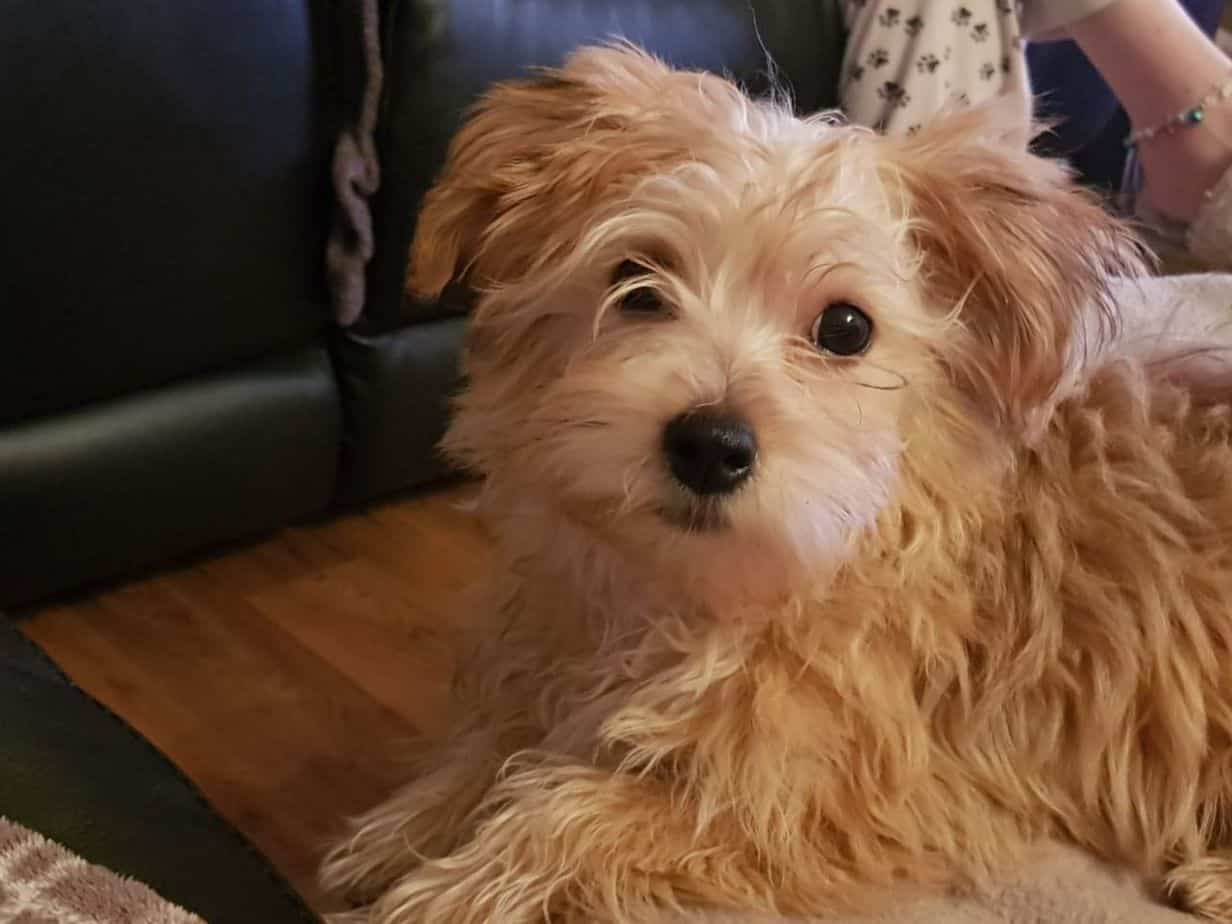 Well Doggone It’s A Yochon!